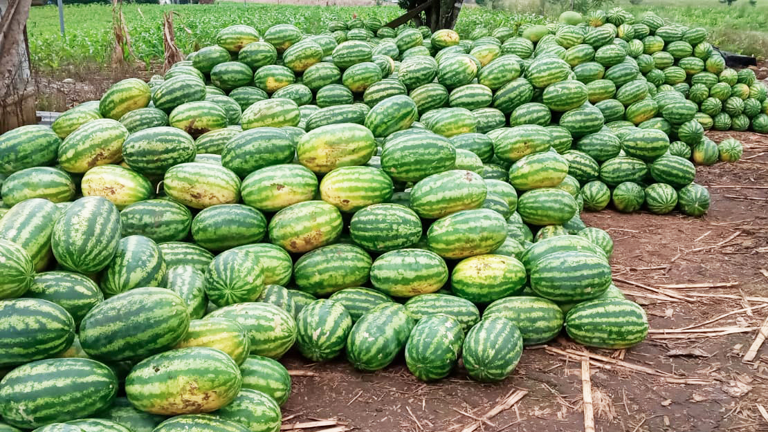 Cosecha de Sandía Esmeralda en Ventanas Provincia de los Ríos