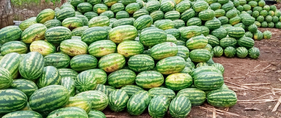 Cosecha de Sandía Esmeralda en Ventanas Provincia de los Ríos