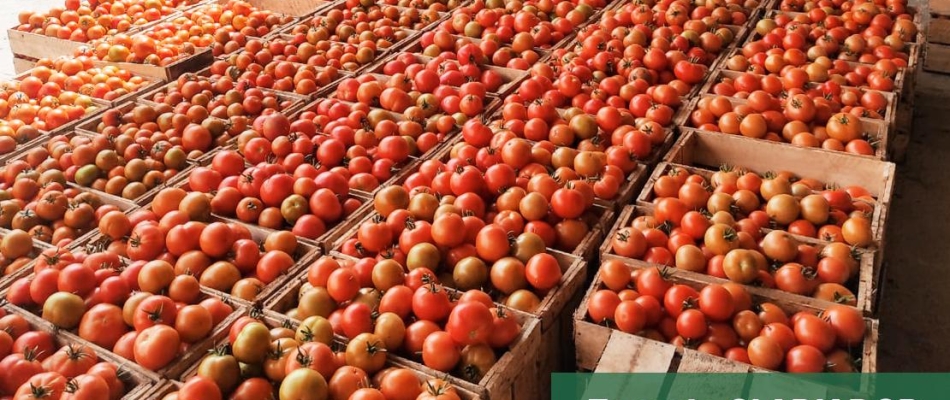 Cinco trucos para un cultivo exitoso de tomate