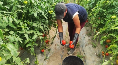 ¿Es rentable sembrar Tomate Riñón en Ecuador?