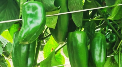 El futuro del pimiento en Ecuador