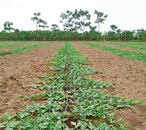 Sembrío de sandía Esmeralda en Provincia de los Ríos